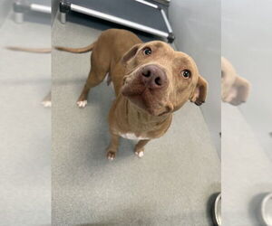 Mutt Dogs for adoption in Fayetteville, NC, USA