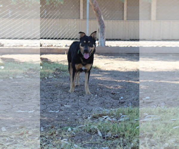 Medium Photo #2 Mutt Puppy For Sale in El Centro, CA, USA