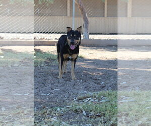 Echo - Male Mutt Dog for Adoption - Photo #2