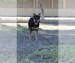 Small Photo #2 Mutt Puppy For Sale in El Centro, CA, USA