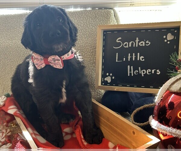 Medium Photo #29 Goldendoodle Puppy For Sale in FORT LAUDERDALE, FL, USA