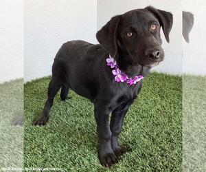 Lydia - Female Mutt Dog for Adoption - Photo #8