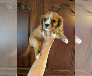 Cavalier King Charles Spaniel Puppy for sale in CENTURIA, WI, USA