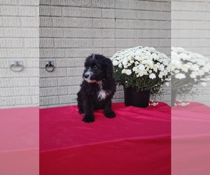 Bernedoodle (Miniature) Puppy for sale in SUGARCREEK, OH, USA