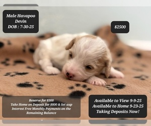 Poovanese Puppy for sale in TUCSON, AZ, USA