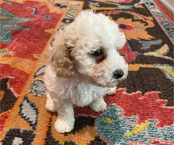 Medium Photo #12 Maltipoo Puppy For Sale in JASPER, GA, USA