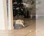 Small #1 American Bulldog