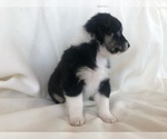 Small Photo #2 Australian Shepherd Puppy For Sale in GARFIELD, AR, USA