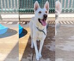 Small Photo #3 German Shepherd Dog Puppy For Sale in Phoenix, AZ, USA