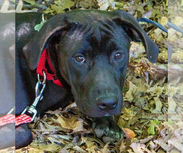 Medium Photo #10 Labrador Retriever-Unknown Mix Puppy For Sale in Canton, CT, USA
