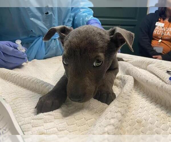 Medium Photo #1 Labrador Retriever-Unknown Mix Puppy For Sale in Pasadena, CA, USA