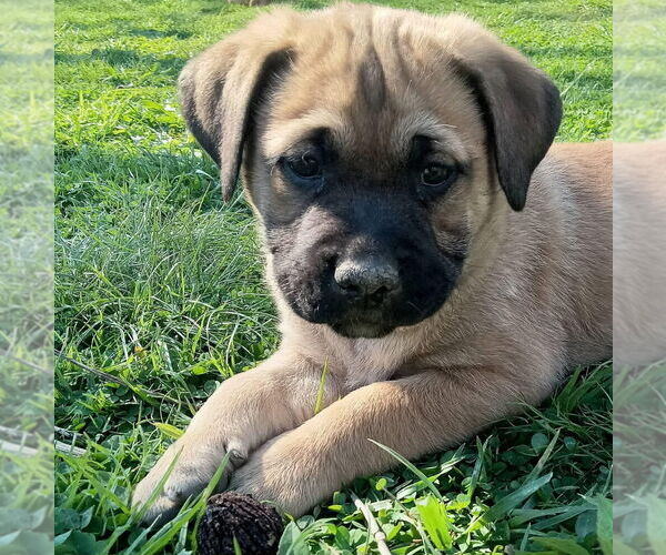 Medium Photo #2 Labrador Retriever-Unknown Mix Puppy For Sale in Aurora, IN, USA