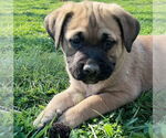 Small #1 Labrador Retriever Mix
