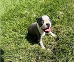 Small #6 Boston Terrier