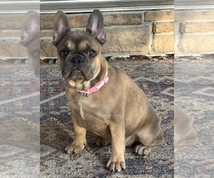 French Bulldog Puppy for sale in BOLIVAR, MO, USA