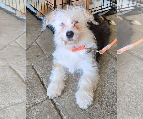 Medium Photo #1 Mutt Puppy For Sale in Cliffwood, NJ, USA
