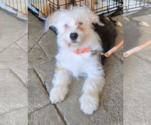 Mutt Dogs for adoption in Cliffwood, NJ, USA