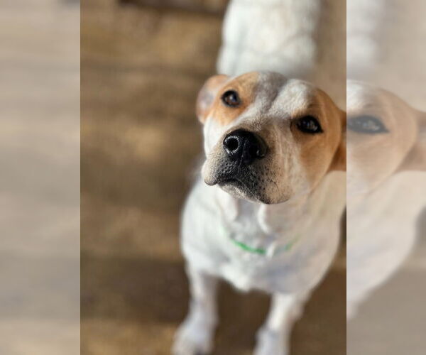 Medium Photo #5 Mutt Puppy For Sale in Oak Bluffs, MA, USA