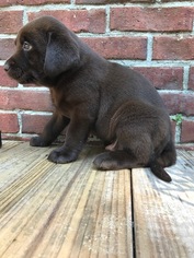 Labrador Retriever Puppy for sale in PETAL, MS, USA