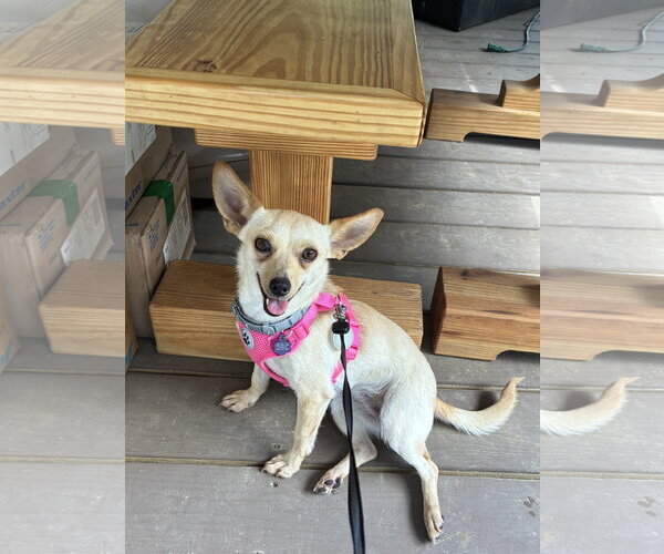Medium Photo #2 Chihuahua-Unknown Mix Puppy For Sale in Texarkana, TX, USA