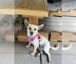 Small #1 Chihuahua Mix