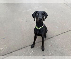 Onyx - Male Doberman Pinscher Dog for Adoption - Photo #2