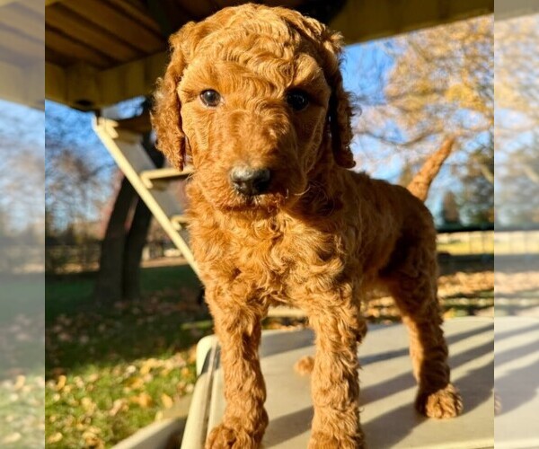 Medium Photo #1 Poodle (Standard) Puppy For Sale in GREENCASTLE, PA, USA