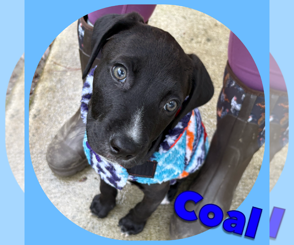 Medium Photo #7 American Pit Bull Terrier-Labrador Retriever Mix Puppy For Sale in Berkeley, CA, USA