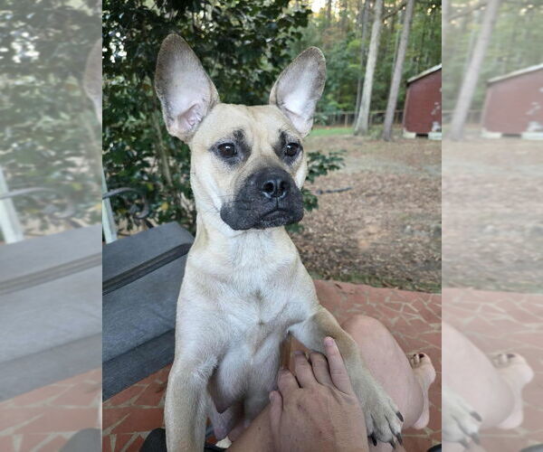 Medium Photo #5 American French Bull Terrier Puppy For Sale in Raleigh, NC, USA