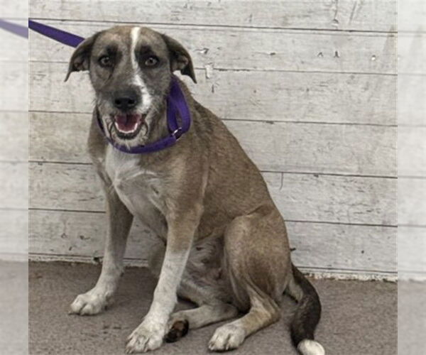 Medium Photo #1 Mutt Puppy For Sale in San Bernardino, CA, USA