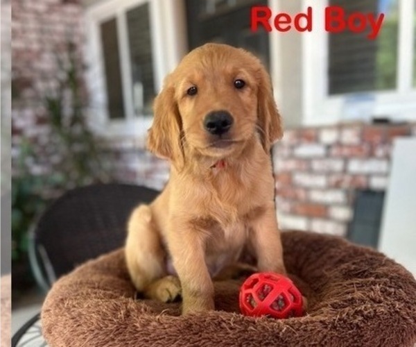 Medium Photo #25 Golden Retriever Puppy For Sale in FRESNO, CA, USA