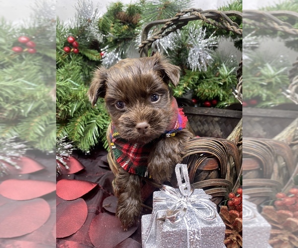 Medium Photo #4 Shorkie Tzu Puppy For Sale in SELLERSBURG, IN, USA