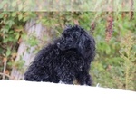 Small #17 Poodle (Toy)