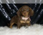 Small #1 Dachshund