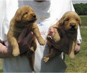 Golden Retriever Puppy for sale in VERMONTVILLE, MI, USA