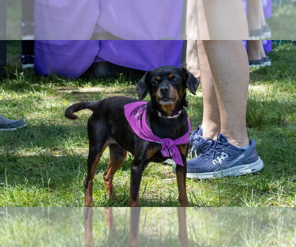 Medium Photo #5 Chihuahua-Unknown Mix Puppy For Sale in Oak Bluffs, MA, USA
