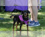 Small #4 Chihuahua Mix