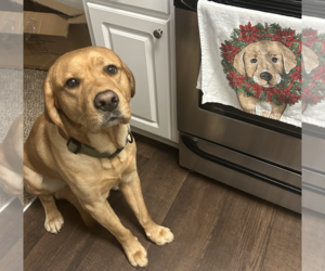 Golden Retriever Dogs for adoption in Decatur, GA, USA