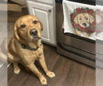 Marley. Urgently needs foster or adopter - Male Golden Retriever Dog for Adoption - Small photo