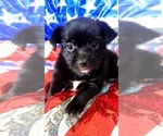 Small #9 Yorkshire Terrier