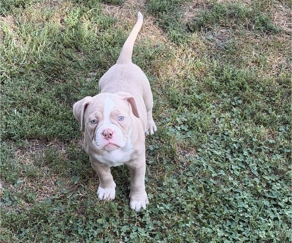 Medium Photo #5 American Bully Puppy For Sale in BOLINGBROOK, IL, USA