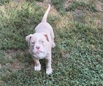 Small #3 American Bully