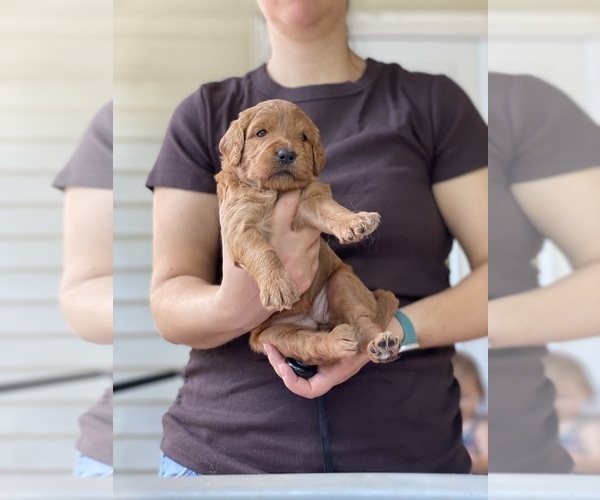 Medium Photo #8 Goldendoodle Puppy For Sale in PICKENS, SC, USA