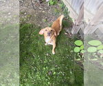 Small #1 Chiweenie