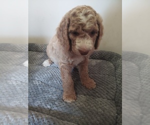 Poodle (Standard)-Springerdoodle Mix Puppy for sale in MONTELLO, WI, USA