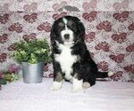 Small Photo #2 Bernedoodle Puppy For Sale in SUGARCREEK, OH, USA