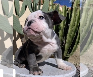 English Bulldog Puppy for sale in MORENO VALLEY, CA, USA