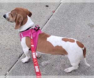 Dachshund Dogs for adoption in Los Angeles, CA, USA