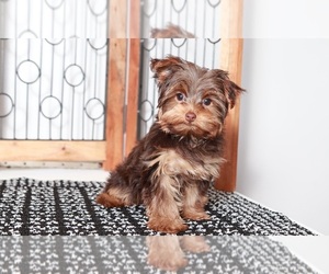 Medium Yorkshire Terrier