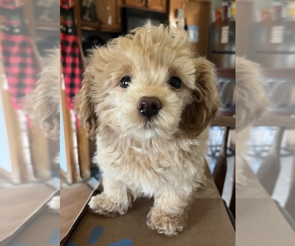 Medium Photo #6 Pomeranian-Poodle (Toy) Mix Puppy For Sale in GLENWOOD CITY, WI, USA